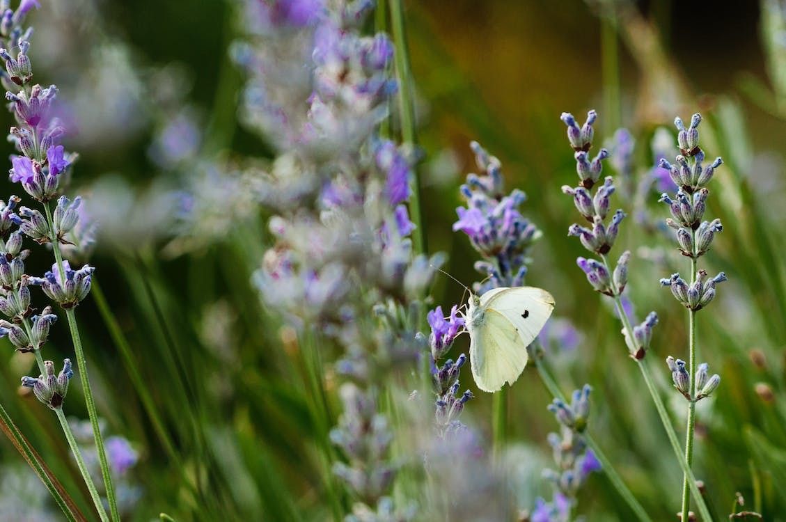 What Does A White Butterfly Mean Spiritually?